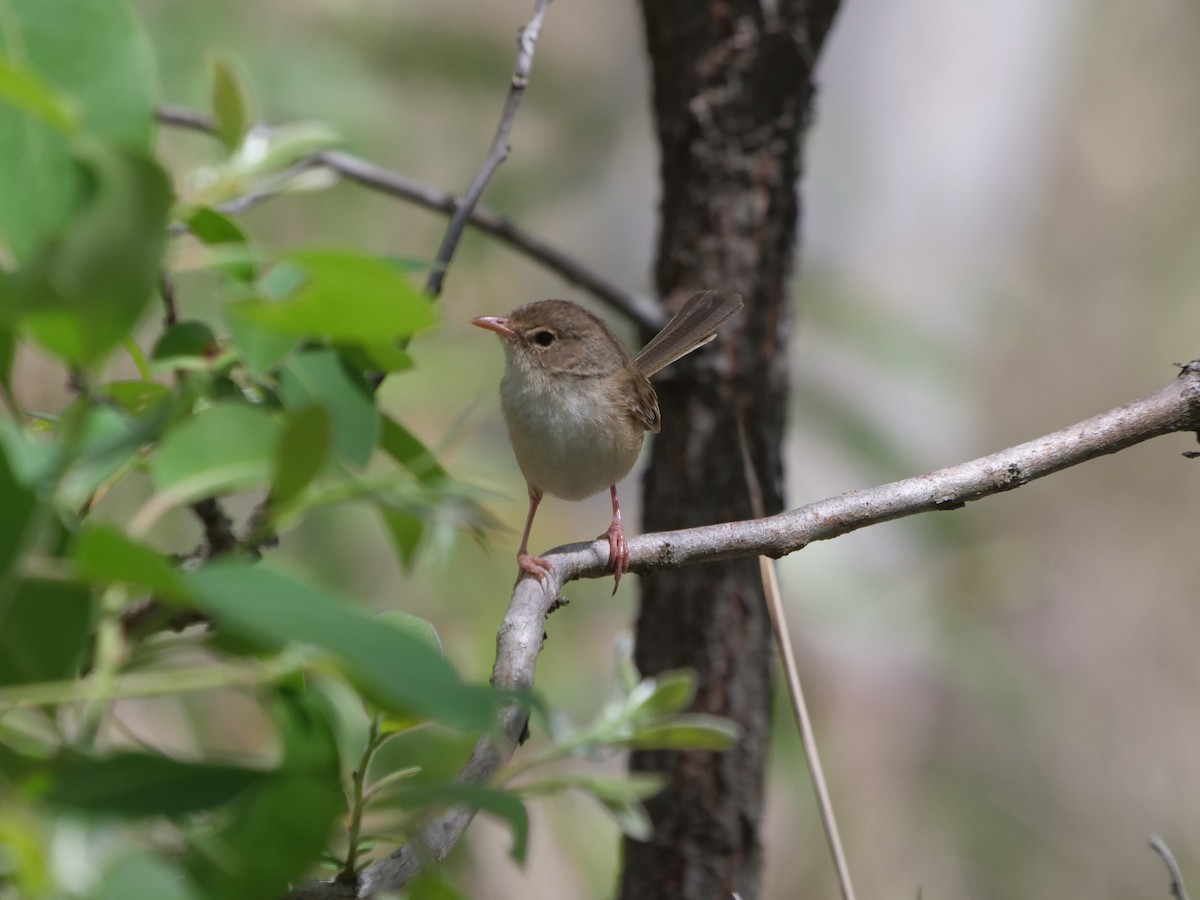 Red-backed Fairywren - ML613206459