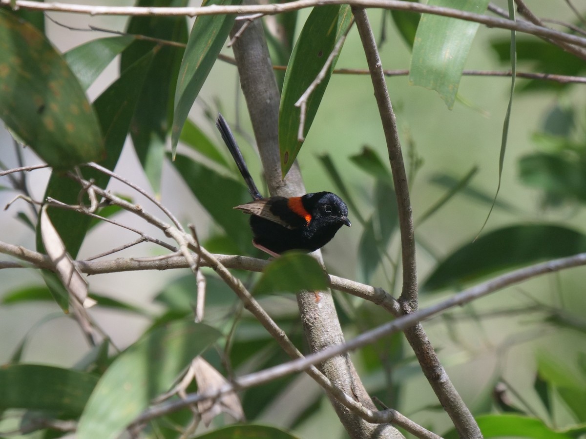 Red-backed Fairywren - ML613206461