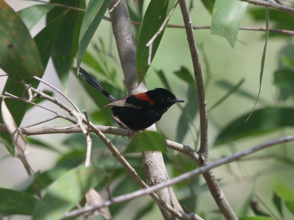 Red-backed Fairywren - Frank Coman