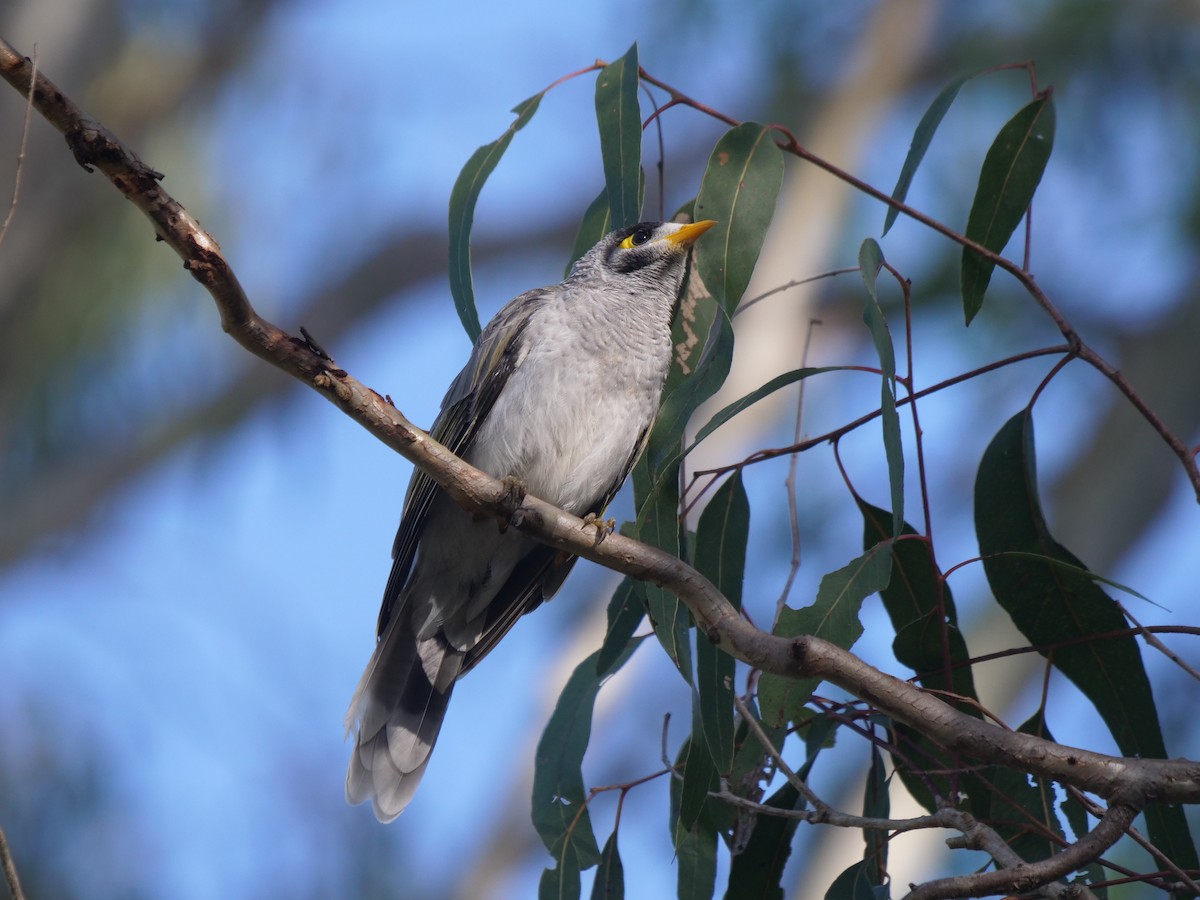 Noisy Miner - Frank Coman