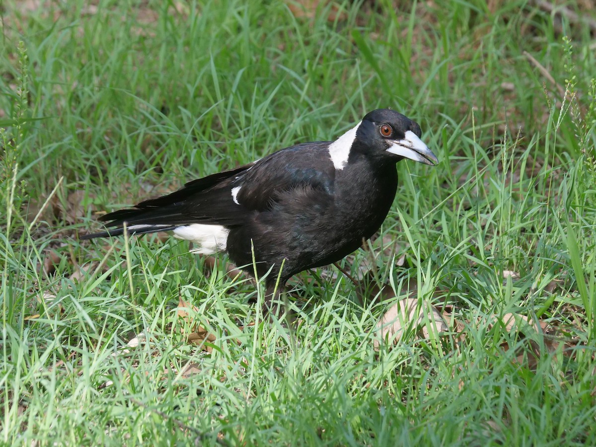 Australian Magpie - Frank Coman