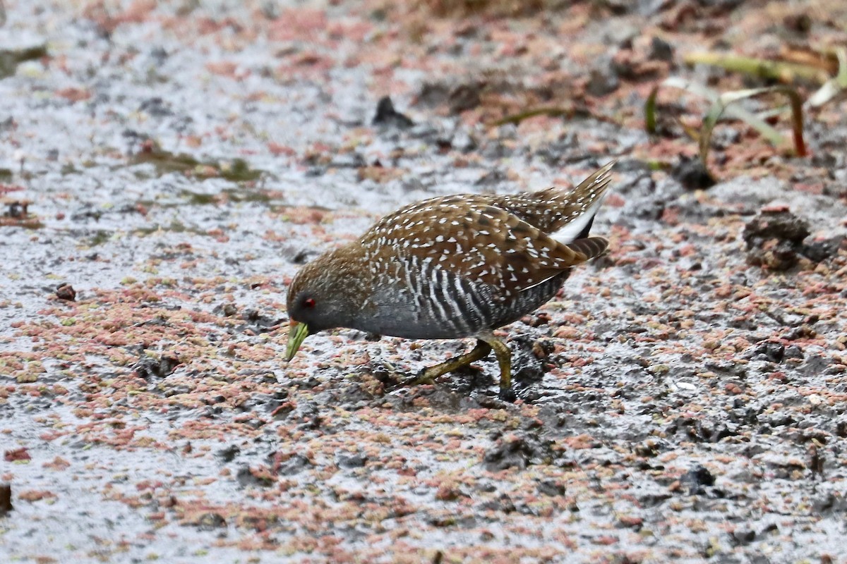 Australian Crake - ML613206483