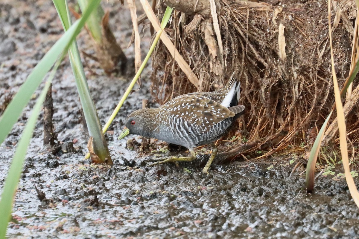 Australian Crake - ML613206484