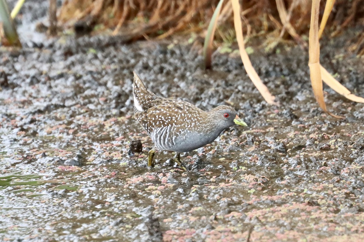 Australian Crake - ML613206485