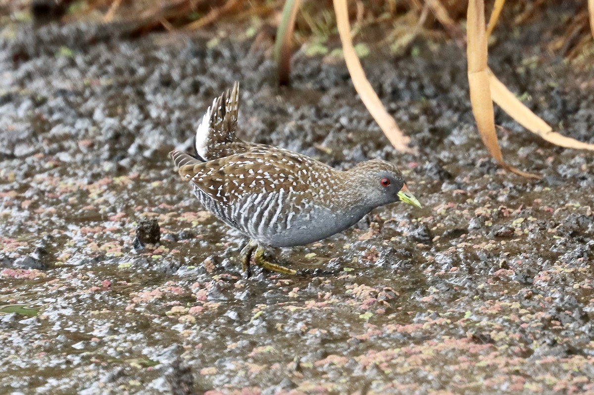 Australian Crake - ML613206488