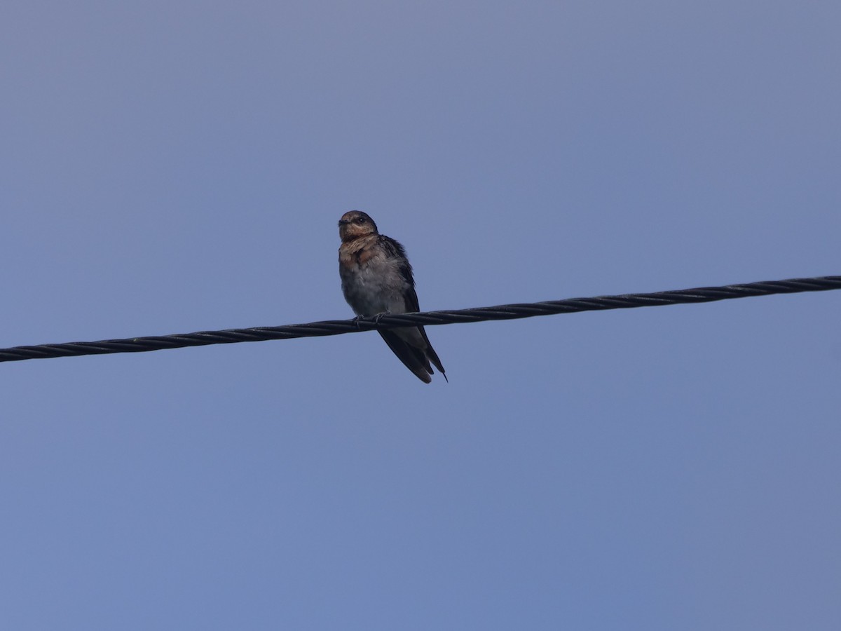 Golondrina Australiana - ML613206489