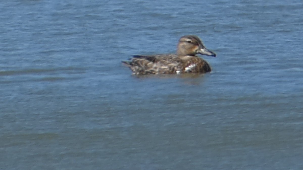 Blue-winged Teal - ML613206543