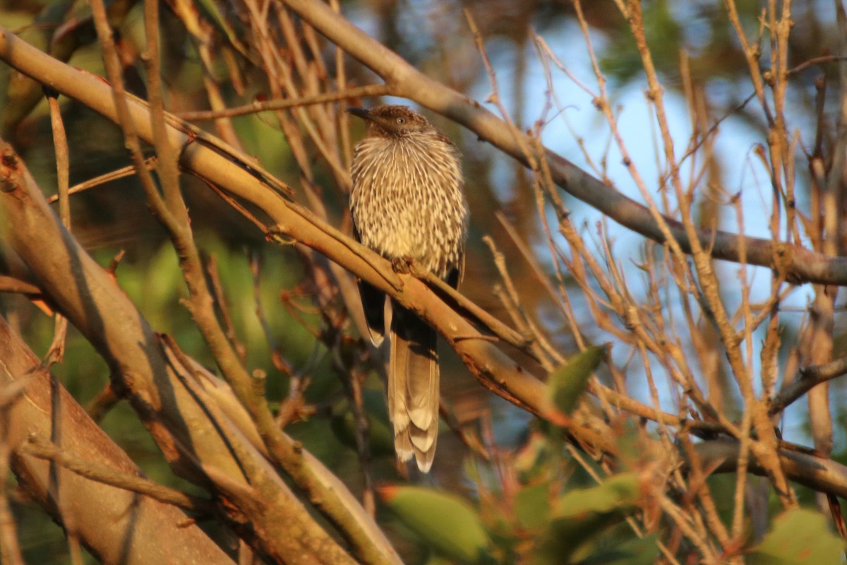 Little Wattlebird - ML613206555