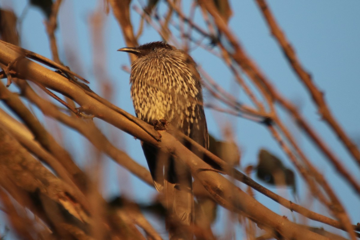 Little Wattlebird - ML613206556