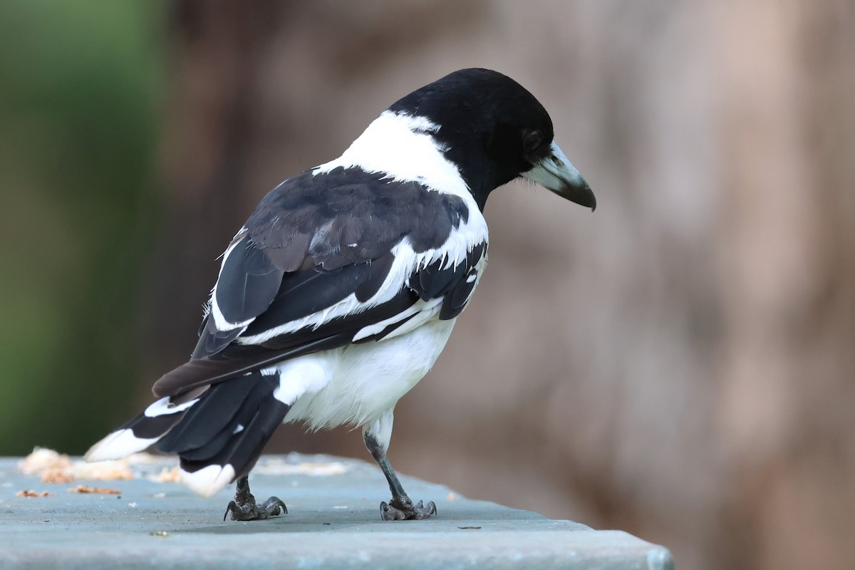 Pied Butcherbird - ML613206557