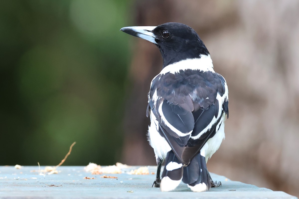 Pied Butcherbird - ML613206558