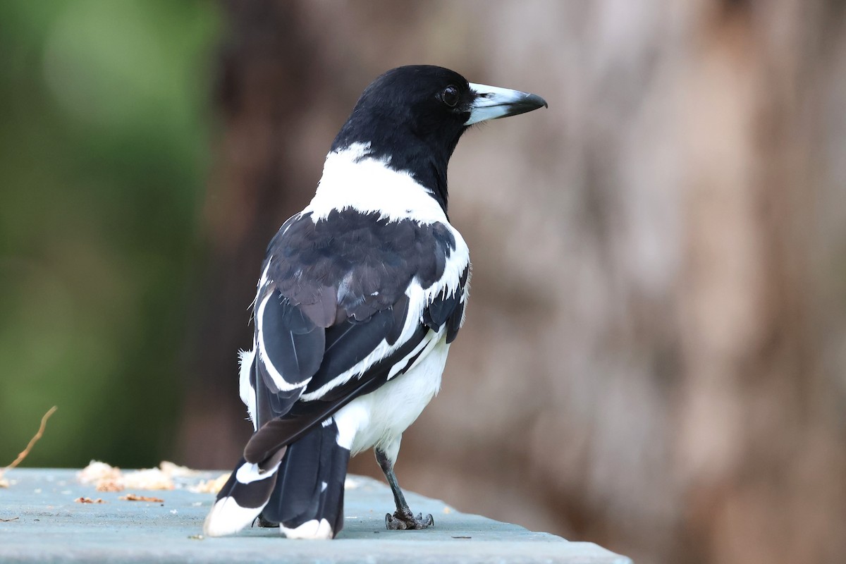 Pied Butcherbird - Mark and Angela McCaffrey