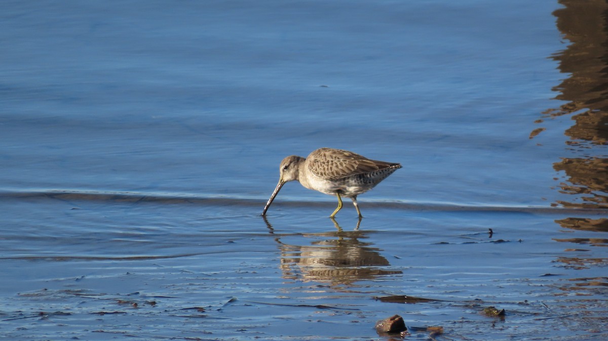 Long-billed Dowitcher - ML613206562