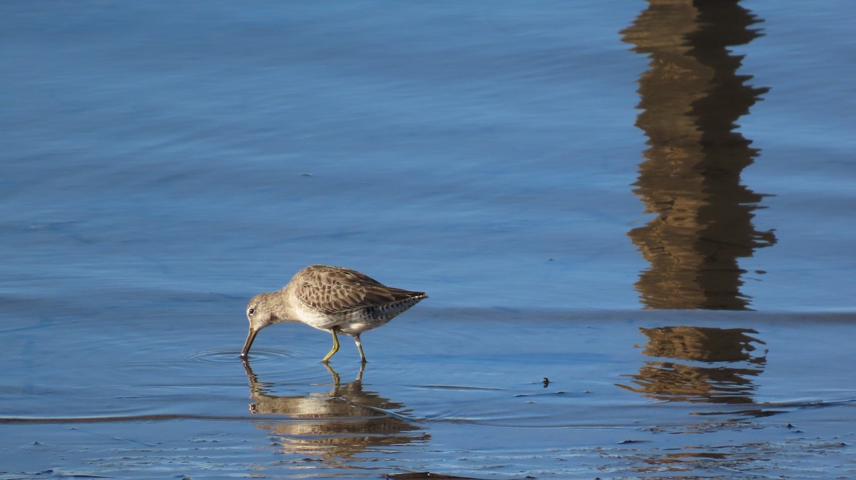 Long-billed Dowitcher - ML613206565