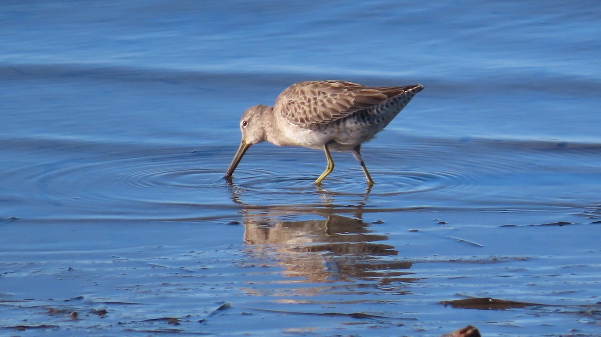 Long-billed Dowitcher - ML613206567