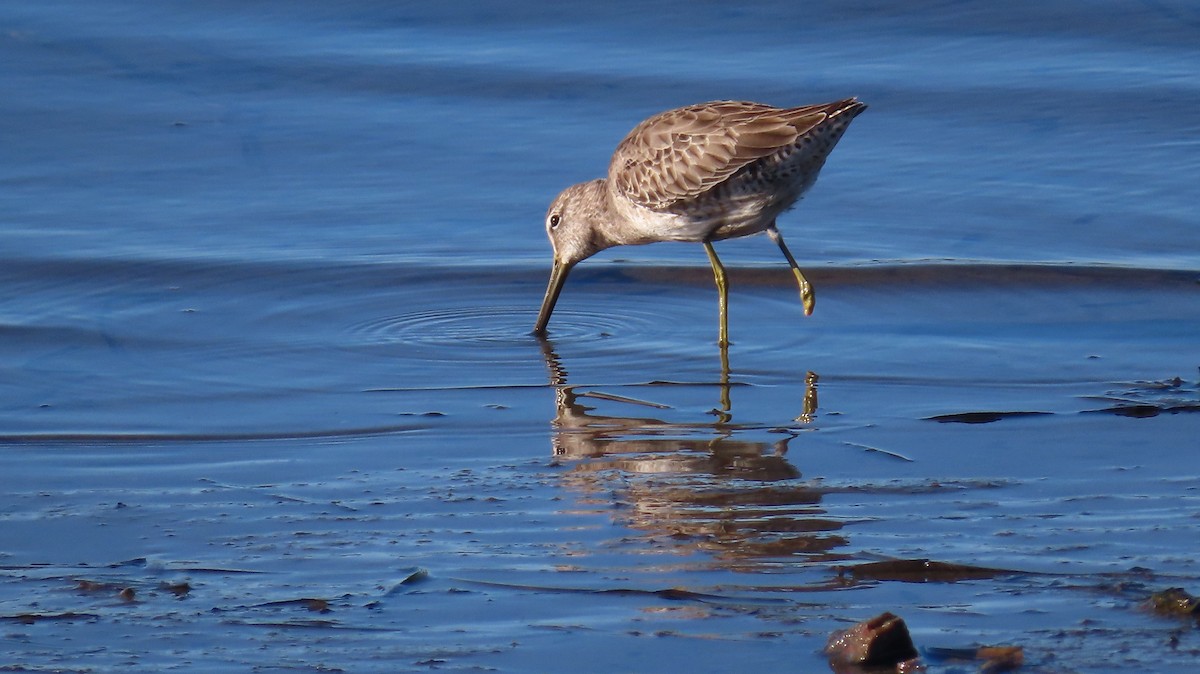 Long-billed Dowitcher - ML613206568