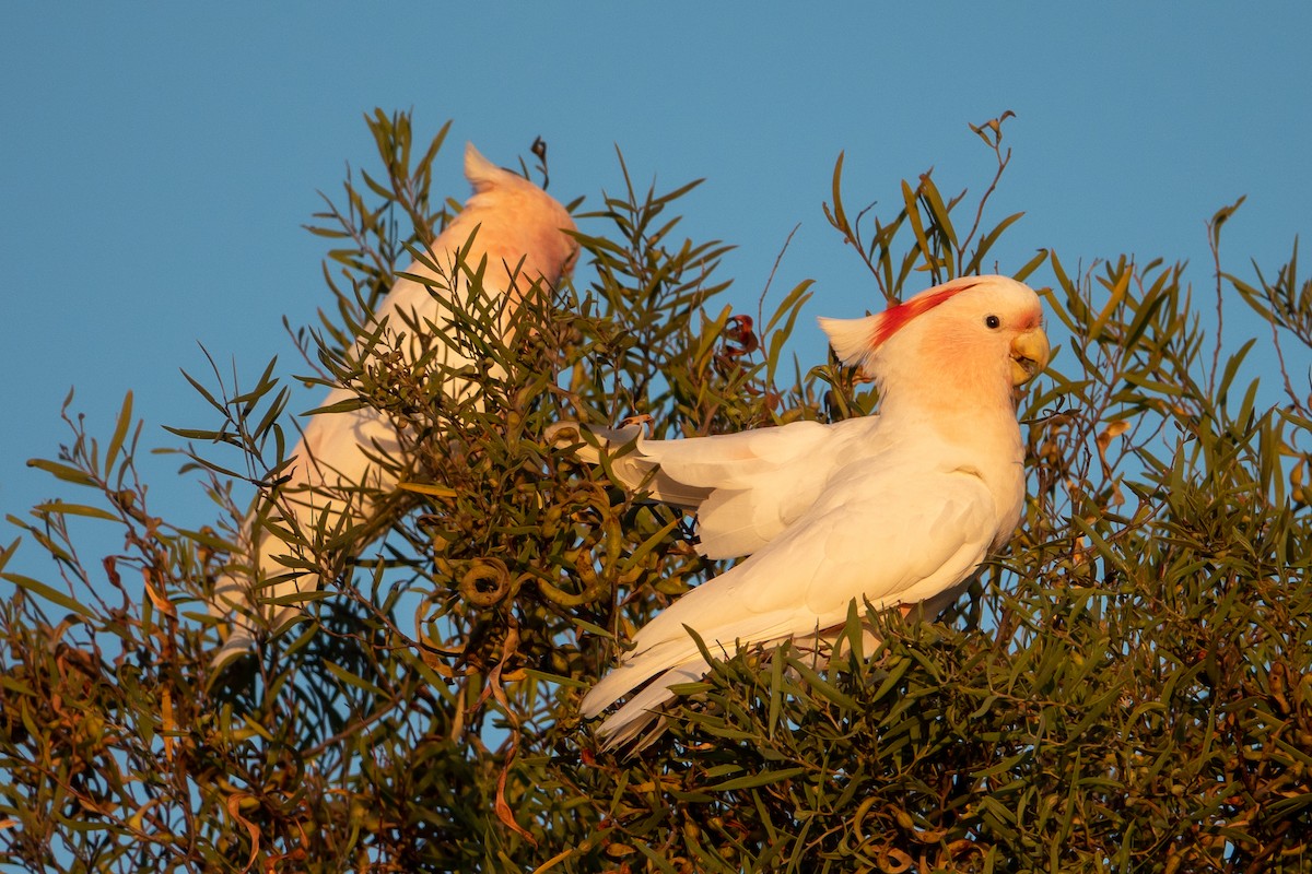 Cacatoès de Leadbeater - ML613206574