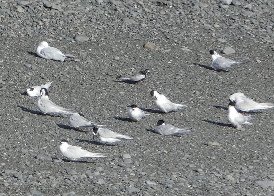 White-winged Tern - ML613206590