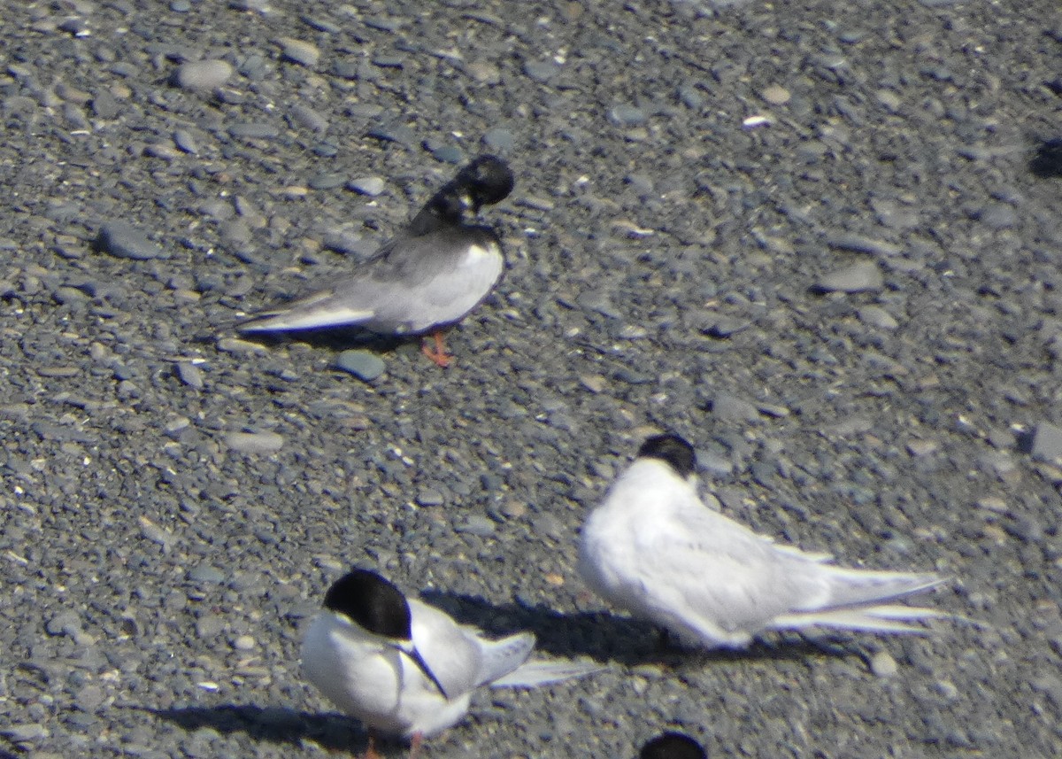 White-winged Tern - ML613206591