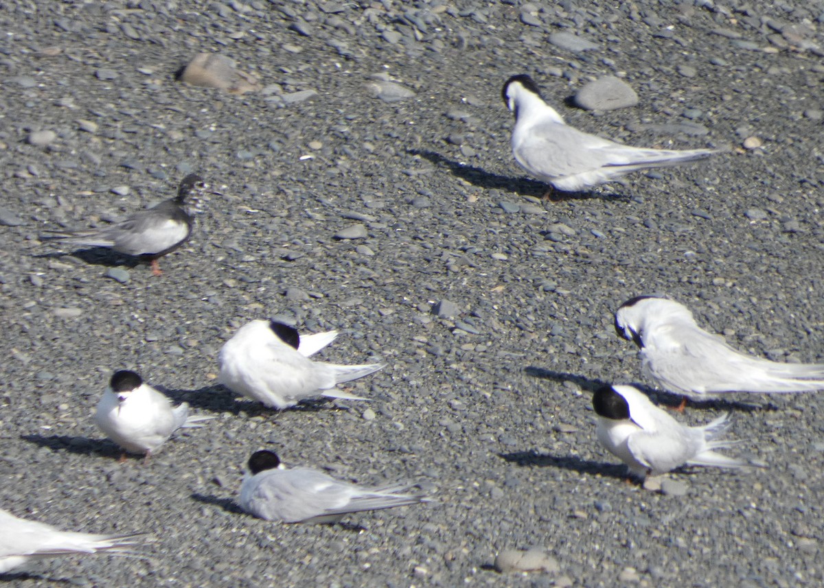 White-winged Tern - ML613206593
