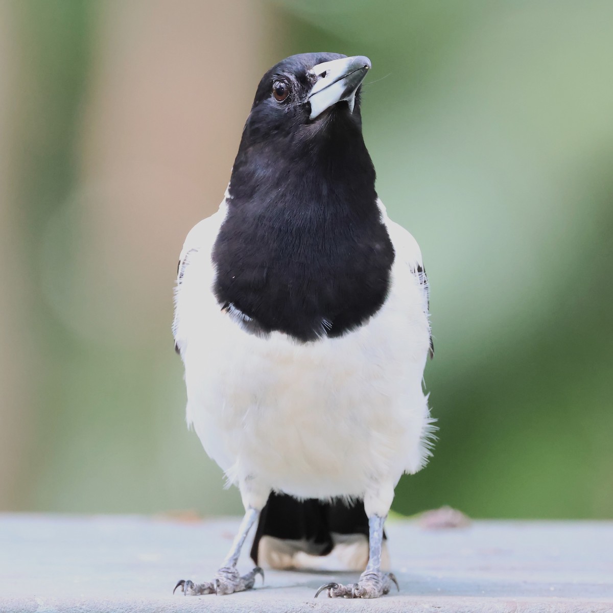 Pied Butcherbird - Mark and Angela McCaffrey