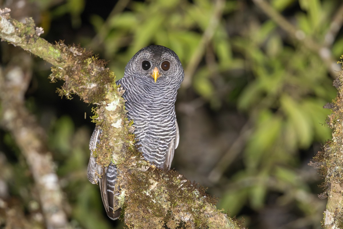 Black-banded Owl - Yann Muzika