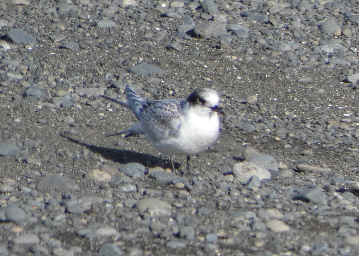 White-fronted Tern - ML613206630