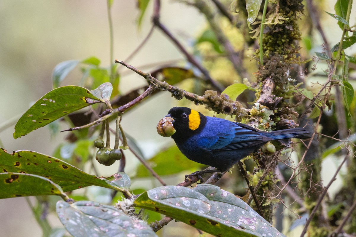 Yellow-scarfed Tanager - ML613206708