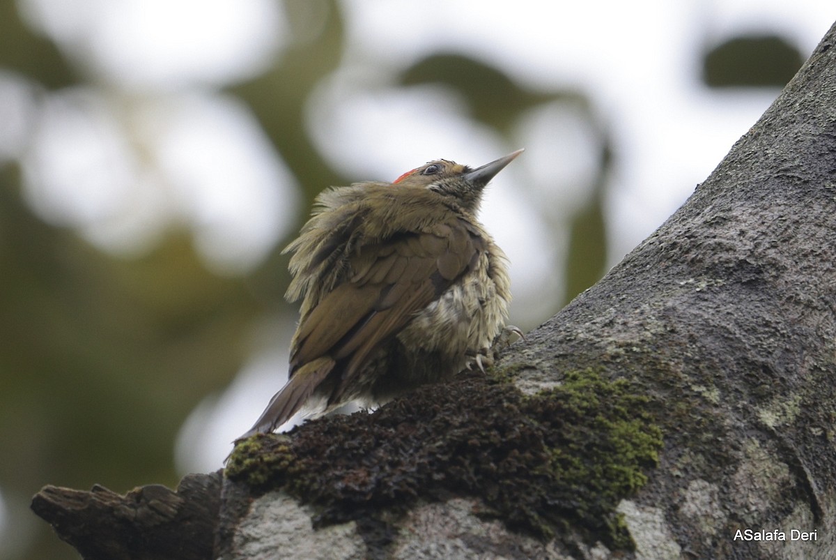 Elliot's Woodpecker (Elliot's) - ML613206744