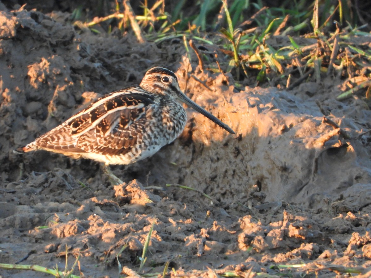 Common Snipe - ML613206779