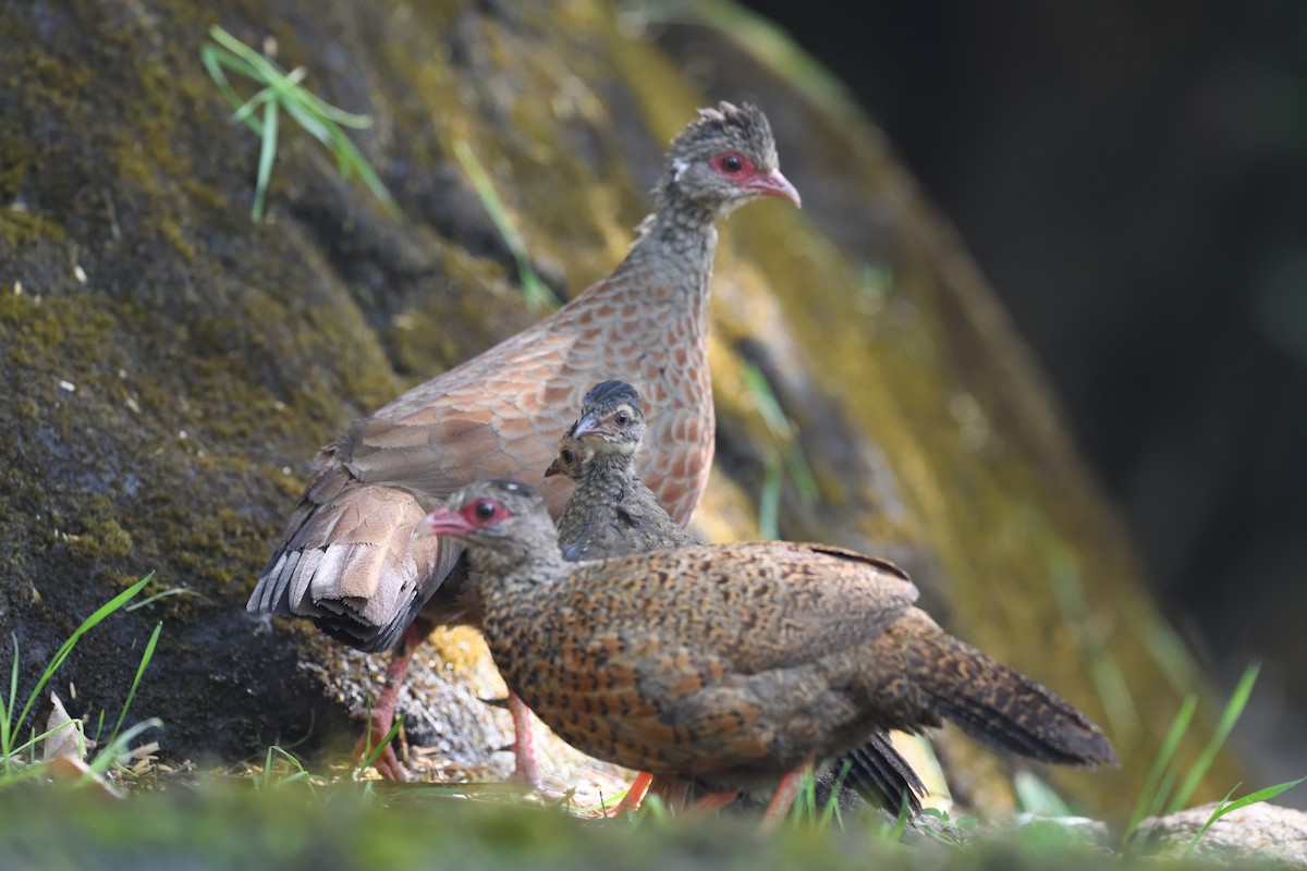 Red Spurfowl - ML613206837