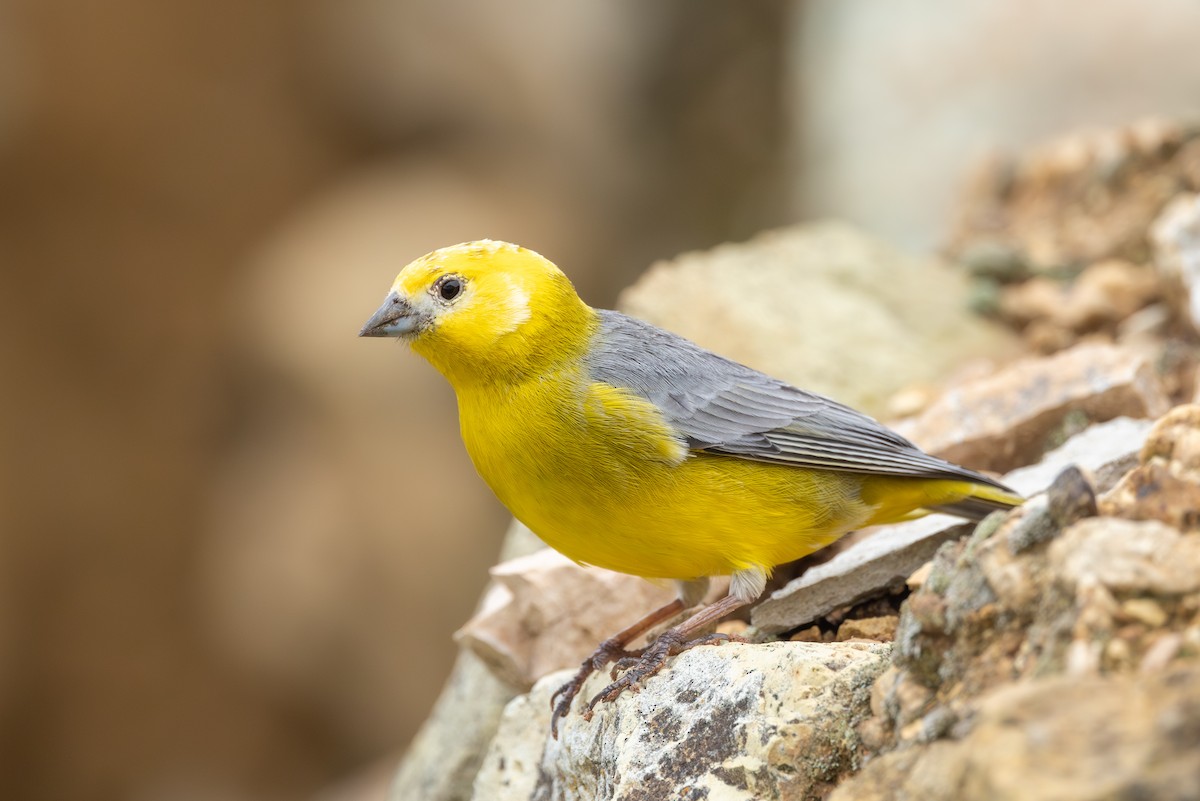 Bright-rumped Yellow-Finch - Yann Muzika