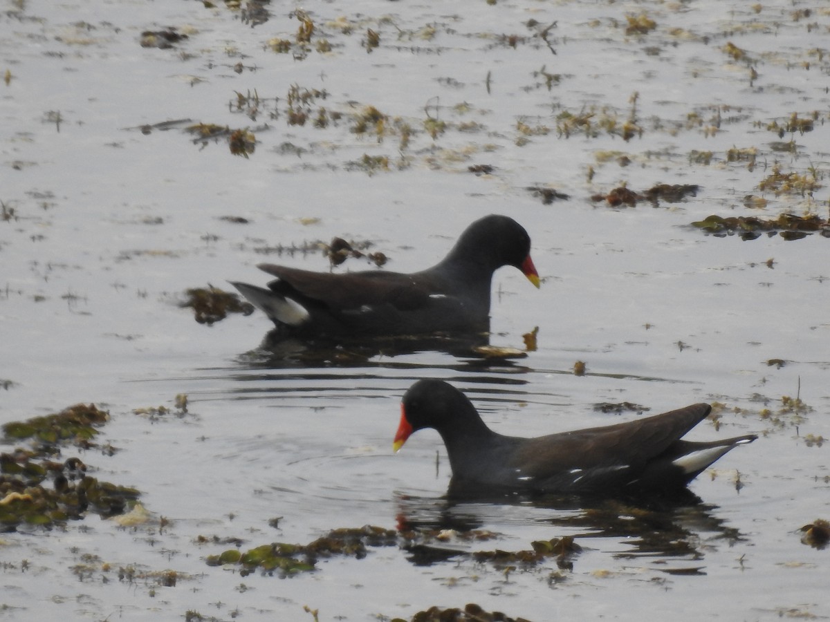 Eurasian Moorhen - dineshbharath kv