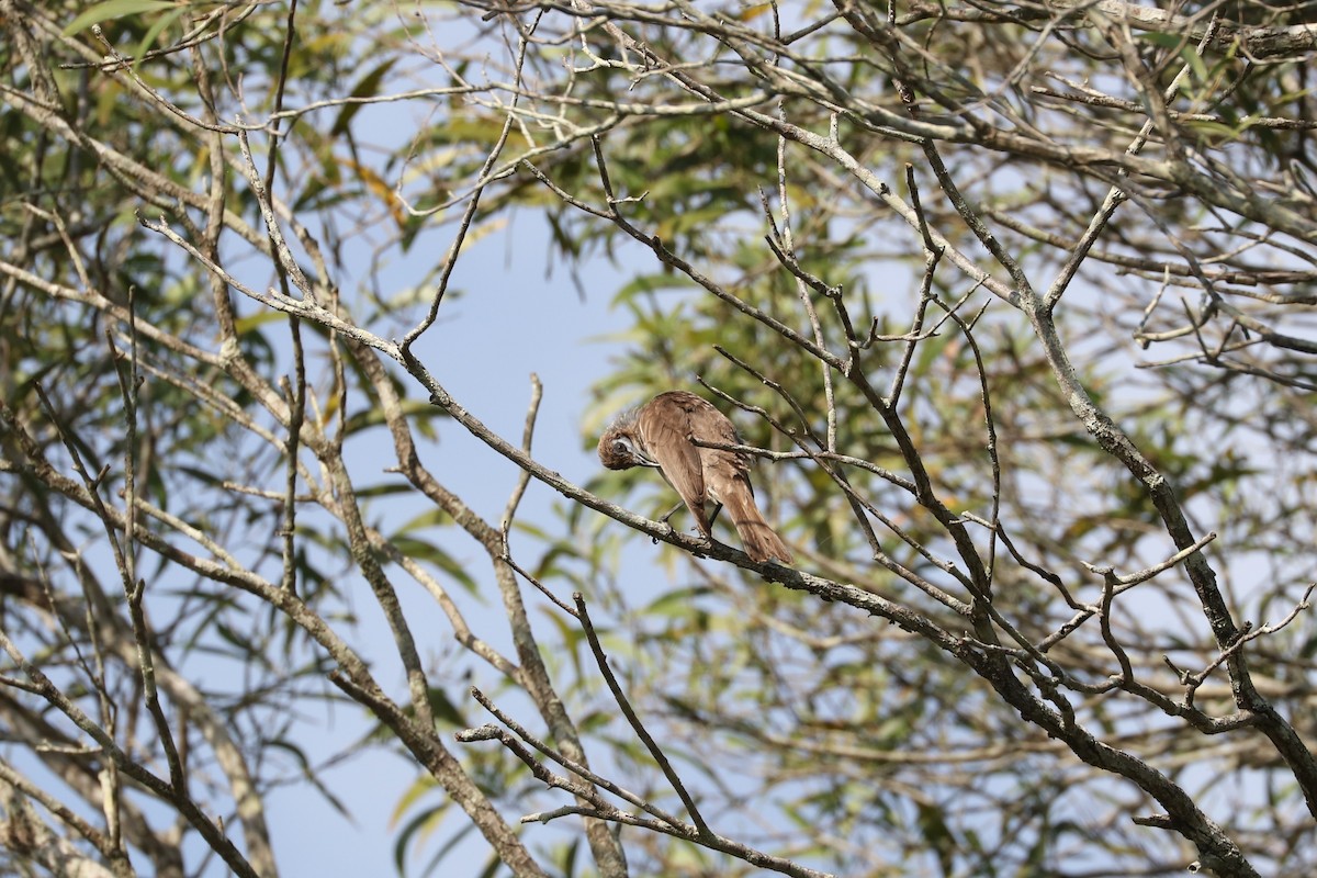 Little Friarbird - ML613206980