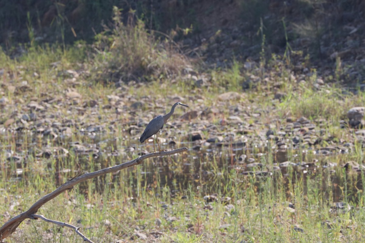 White-faced Heron - ML613206998