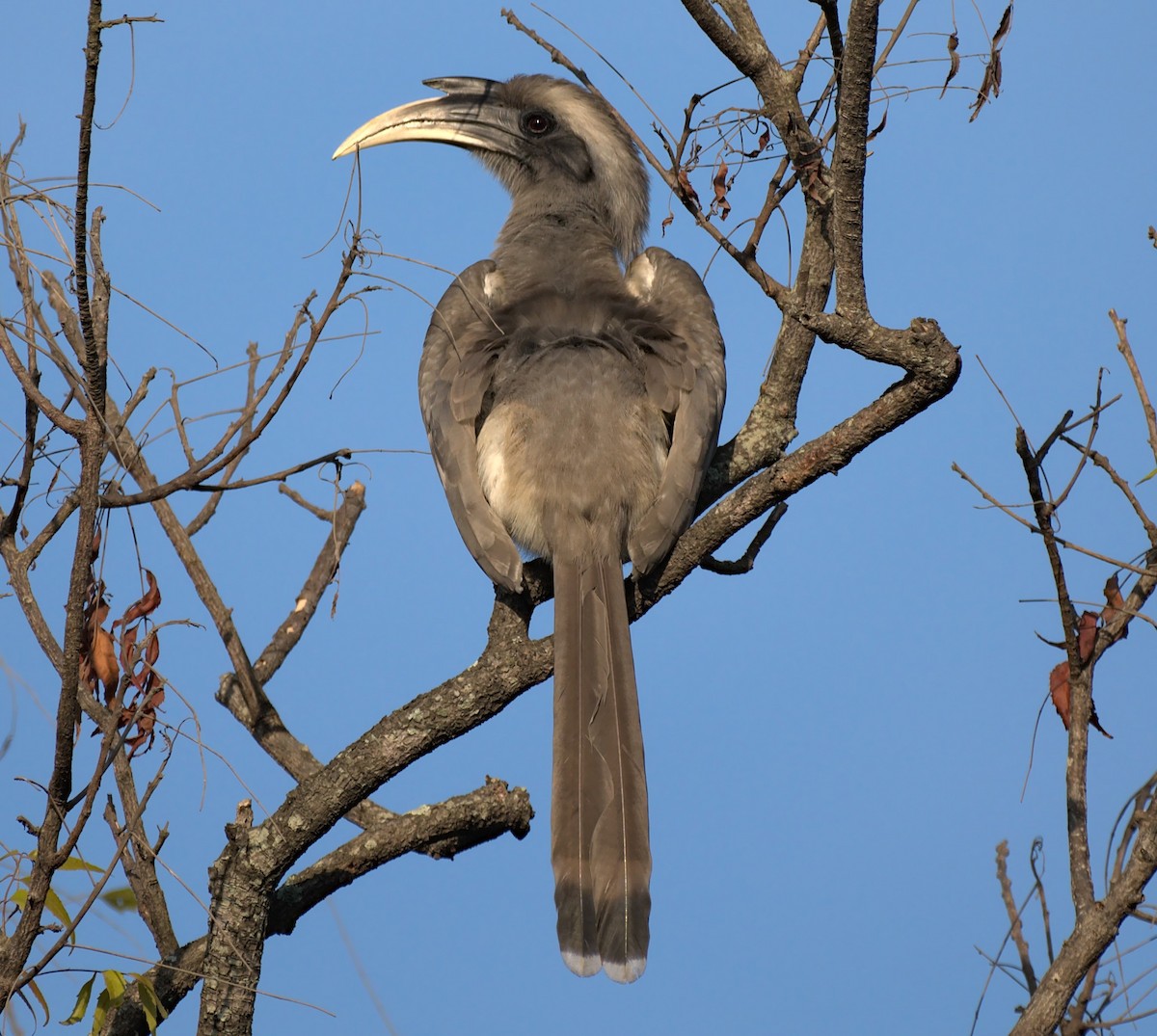 Indian Gray Hornbill - ML613207040