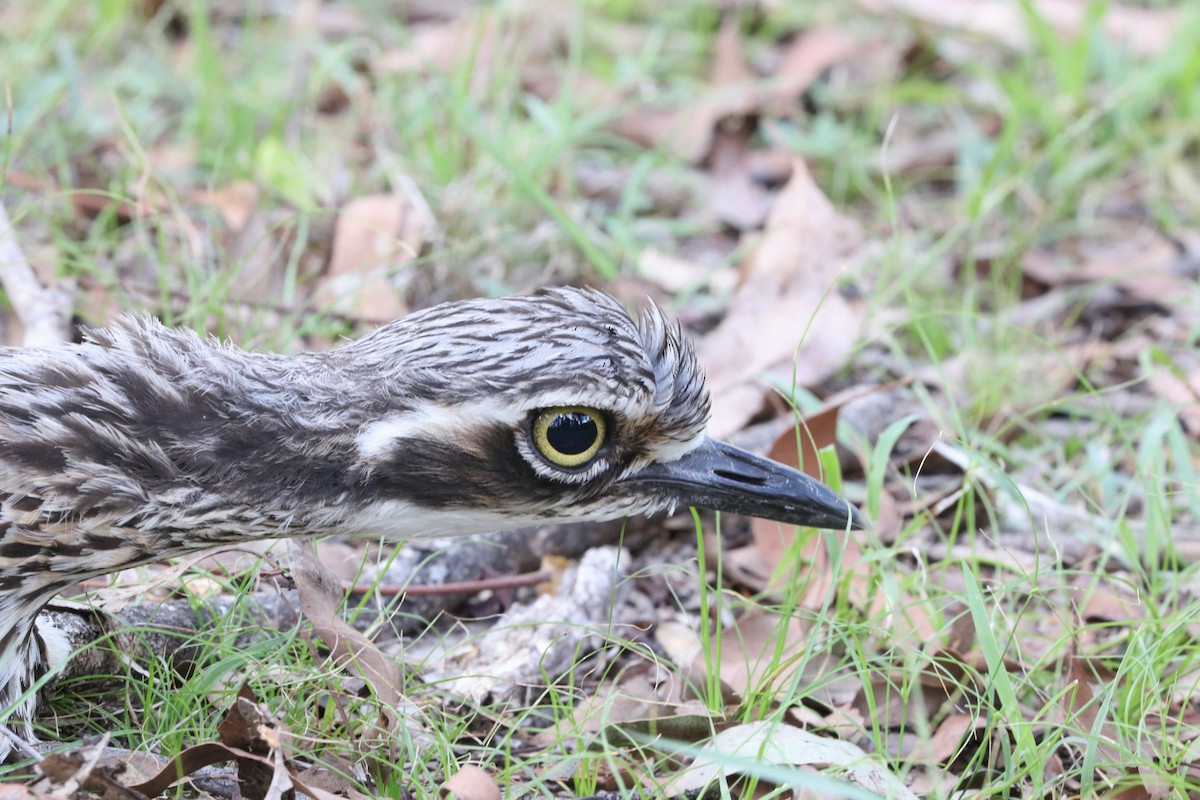 Bush Thick-knee - ML613207127