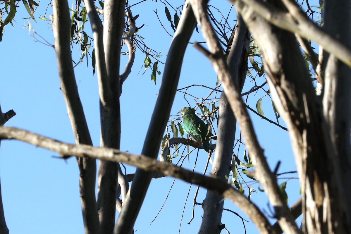 Rose-crowned Fruit-Dove - ML613207135