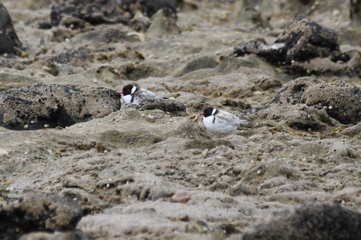 Hooded Plover - Susan Kruss