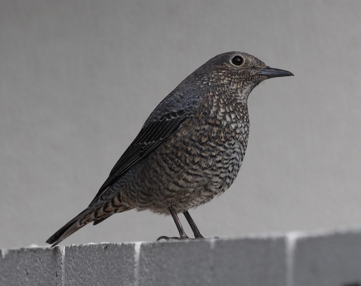 Blue Rock-Thrush - ML613207214