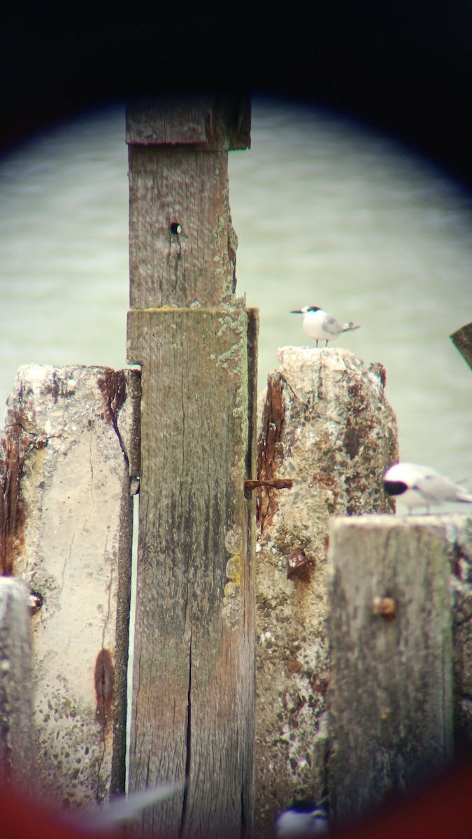 Common Tern - ML613207220