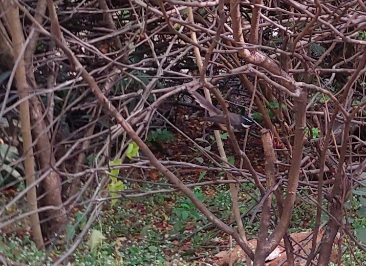 Spot-breasted Fantail - Mitul and Vijul Singh