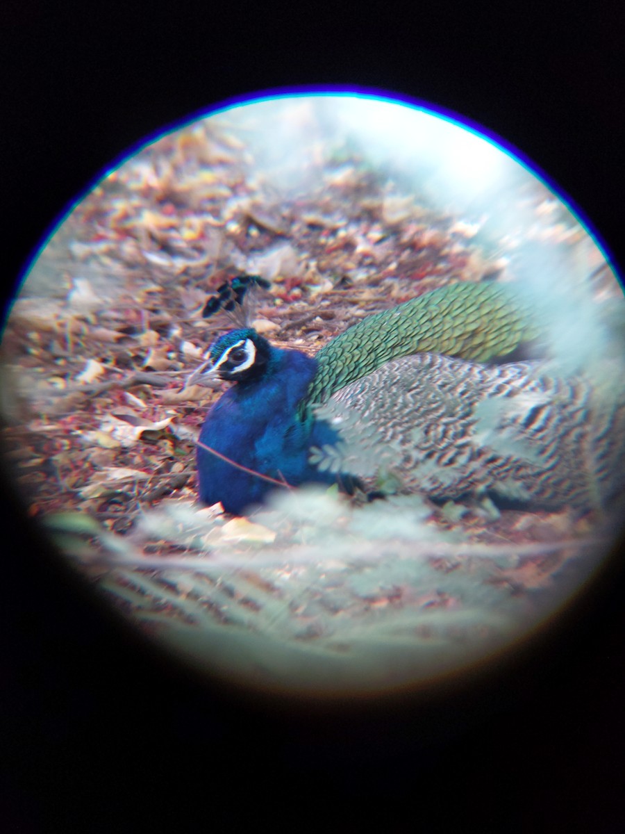 Indian Peafowl - ML613207264