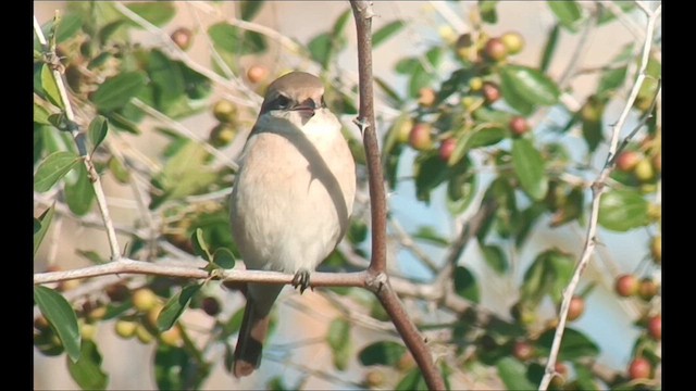 חנקן ערבות - ML613207283