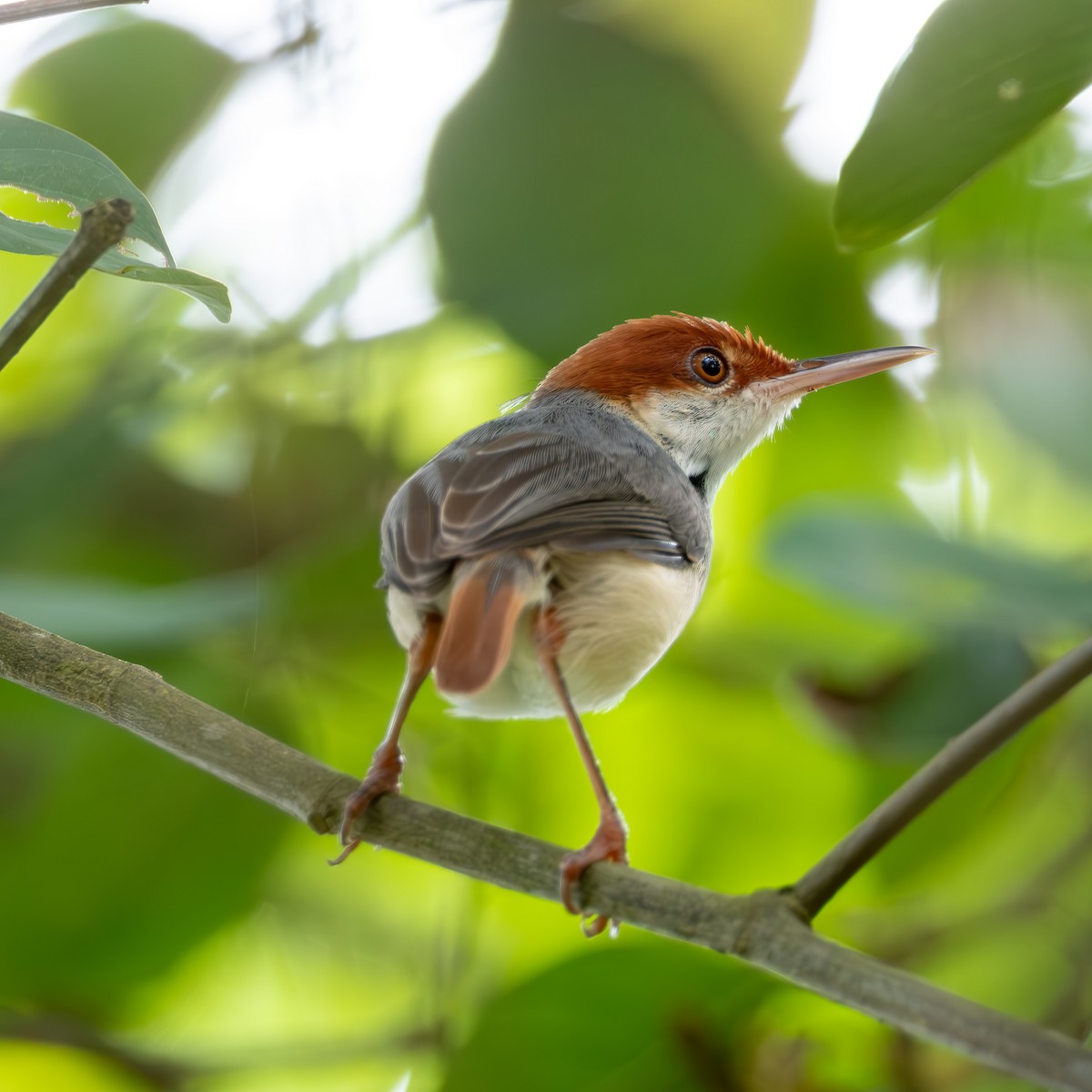 Rufous-tailed Tailorbird - ML613207290