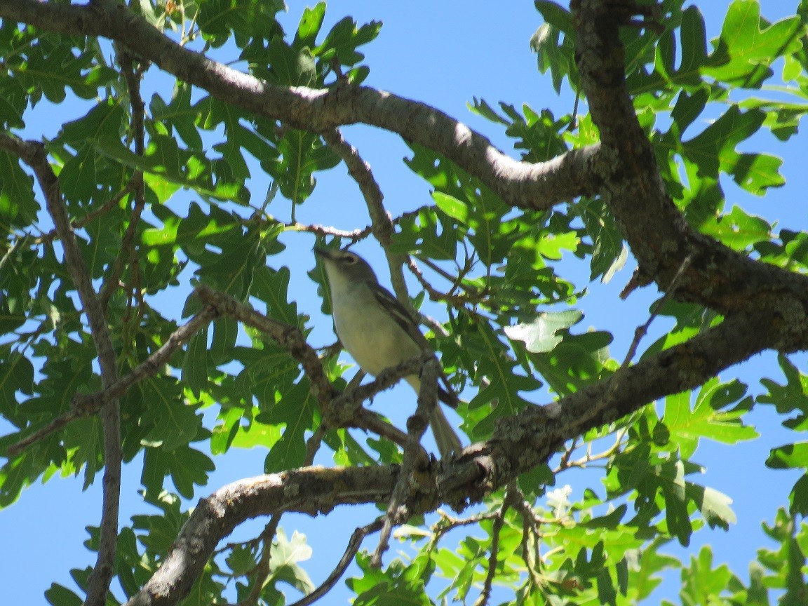 Plumbeous Vireo - ML61320731