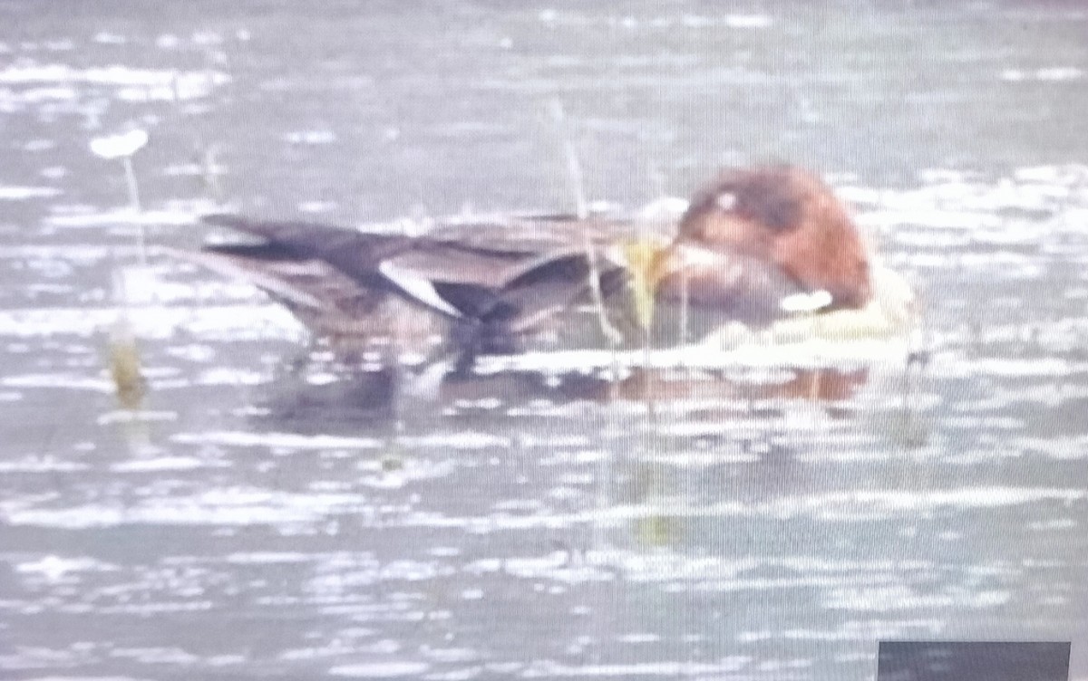 Eurasian Wigeon - ML613207311