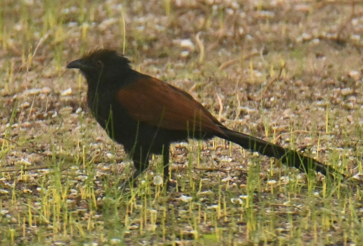 Greater Coucal - ML613207318