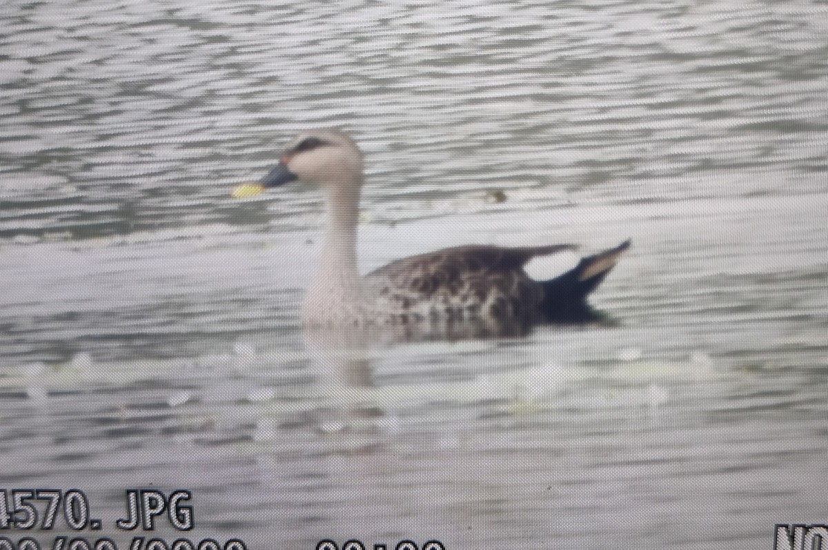 Indian Spot-billed Duck - ML613207323