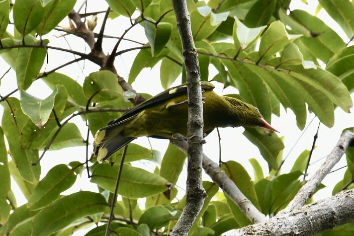 Green Oriole - Russell Waugh